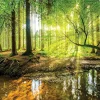 Wallarena Papier Peint Panoramique<Papier Peint Forêt Arbres Vert Nature Intissé Panoramique 350x250 cm - Colle Inclus - Chambre et Salon - Moderne Papier Peint