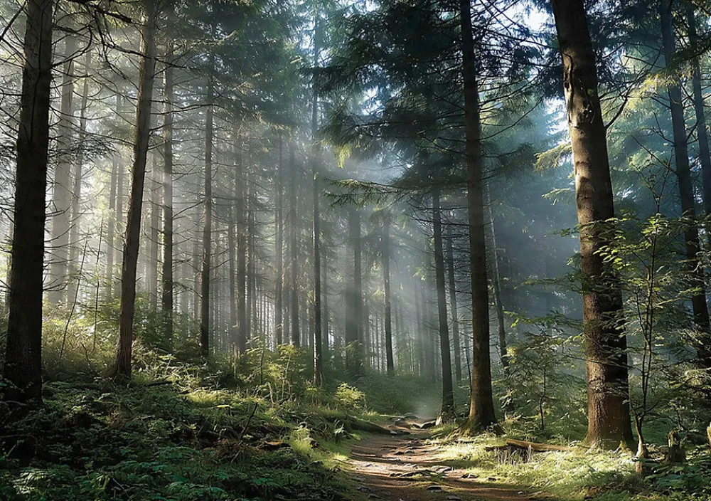 Wallarena Papier Peint Forêt Arbres Nature Intissé Panoramique Pour Chambre Cuisine 350x250 cm- Papier Peint Panoramique