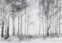 Wallarena Papier Peint Forêt Arbres Noir et blanc Intissé Panoramique Pour Chambre Cuisine 300x210 cm- Papier Peint Panoramique