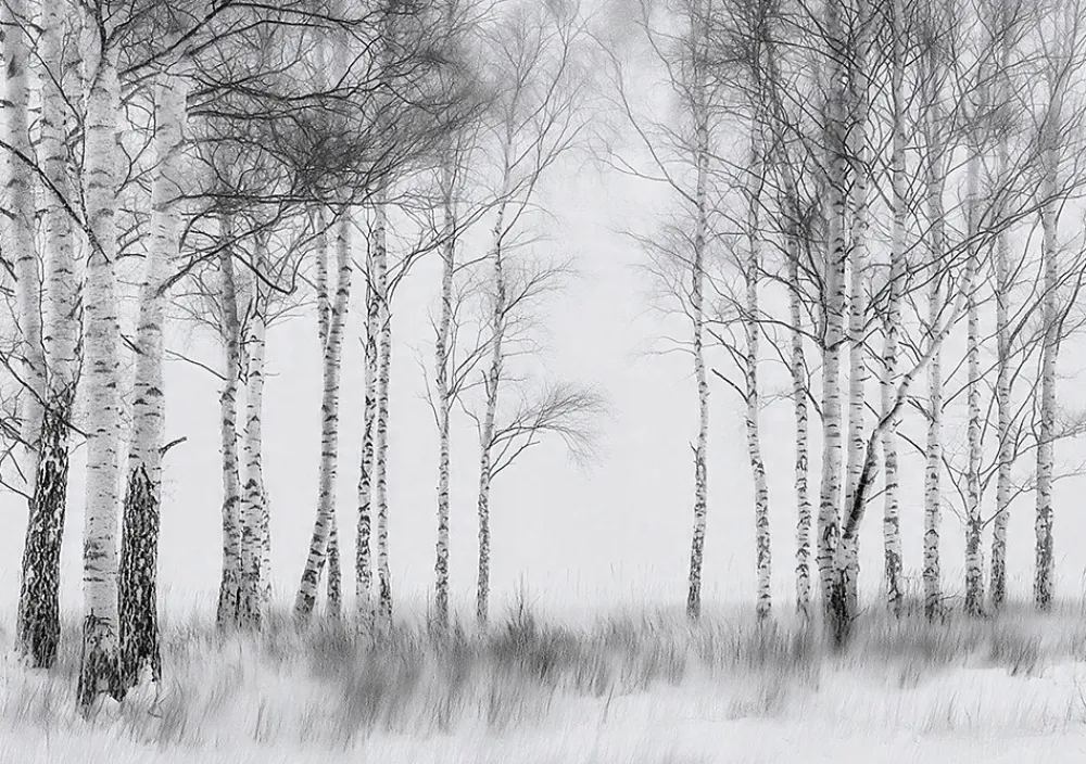 Wallarena Papier Peint Forêt Arbres Noir et blanc Intissé Panoramique Pour Chambre Cuisine 300x210 cm- Papier Peint Panoramique