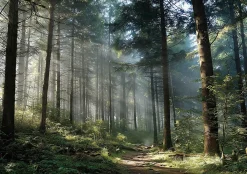 Wallarena Papier Peint Forêt Arbres Nature Intissé Panoramique Pour Chambre Cuisine 400x280 cm- Papier Peint Panoramique