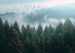 Wallarena Papier Peint Forêt dans la brume Arbres Intissé Panoramique Pour Chambre Cuisine 350x250 cm- Papier Peint Panoramique