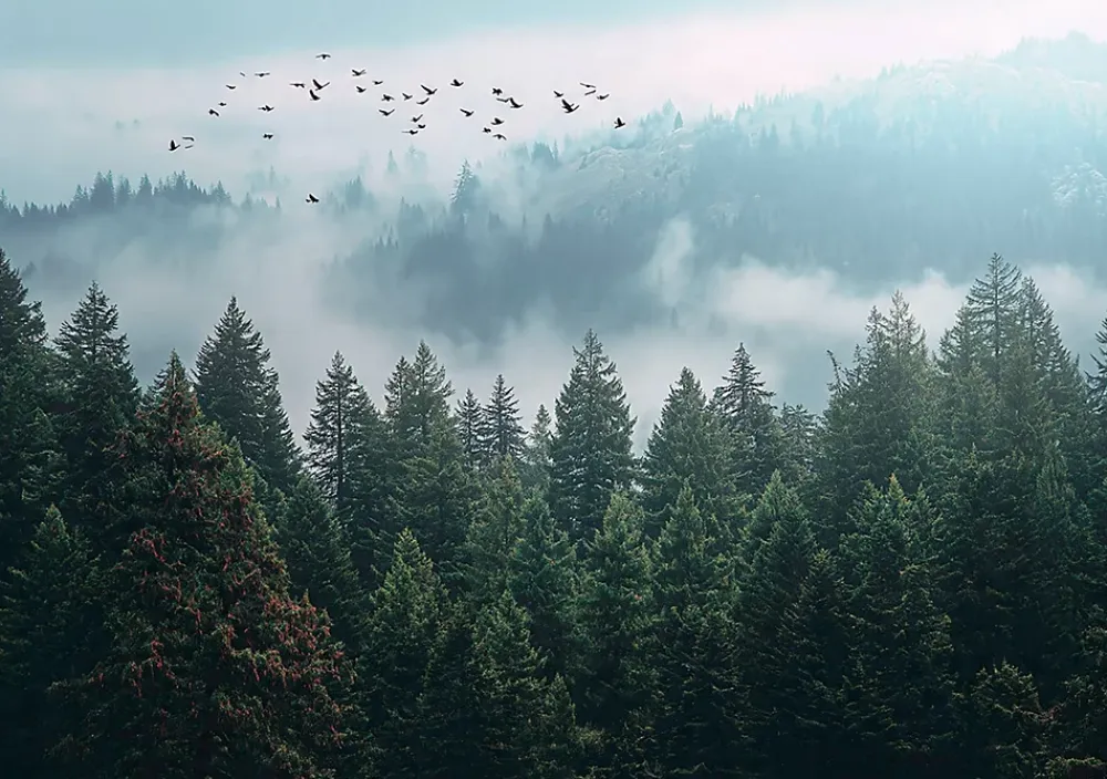 Wallarena Papier Peint Forêt dans la brume Arbres Intissé Panoramique Pour Chambre Cuisine 350x250 cm- Papier Peint Panoramique