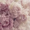 Wallarena Papier Peint Panoramique<Papier Peint Intissé Panoramique Fleurs Pivoines Rose 350x250 cm - Colle Inclus - Chambre et Salon - Moderne Trompe l'oeil