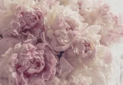 Wallarena Papier Peint Panoramique<Papier Peint Intissé Panoramique Fleurs Pivoines Rose 250x175 cm - Colle Inclus - Chambre et Salon - Moderne Trompe l'oeil