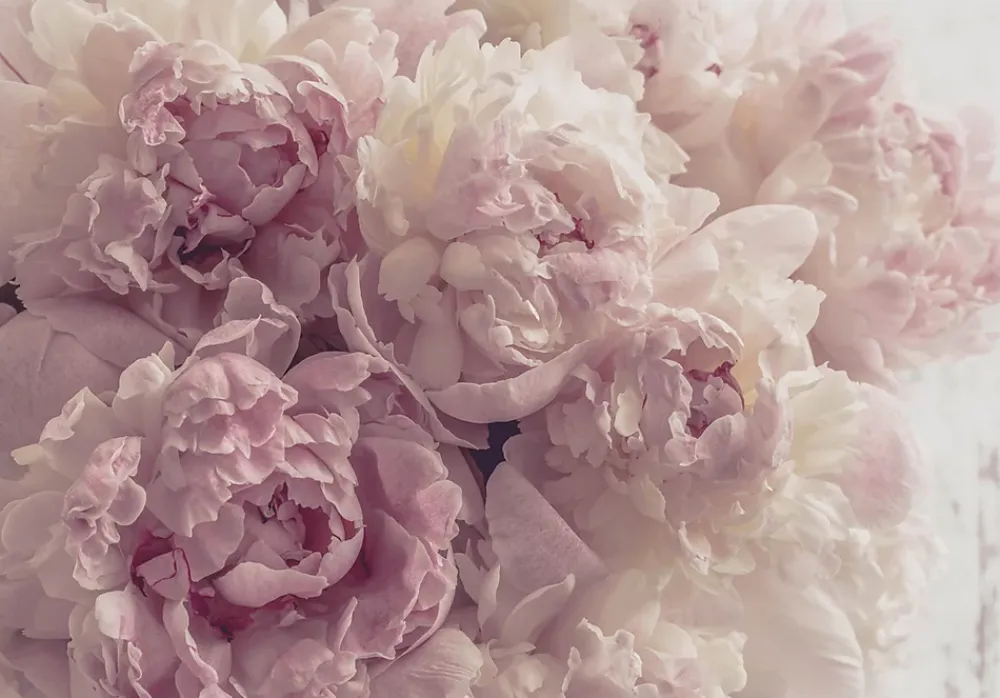 Wallarena Papier Peint Intissé Panoramique Fleurs Pivoines Rose 400x280 cm - Colle Inclus - Chambre et Salon - Moderne Trompe l'oeil- Papier Peint Panoramique