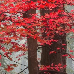 IDPanneaux Papier peint panoramique intissé forêt arbre feuille rouge sur fond gris, 8 lés, L.280 x l.400cm- Papier Peint Panoramique