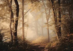 Wallarena Papier Peint Panoramique Intissé Forêt Arbres Brun - 400x280 cm - Papier Peint Chambre et salon- Papier Peint Panoramique