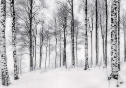 Wallarena Papier Peint Panoramique Intissé Noir et blanc Forêt 350x250 cm - Colle Inclus - Moderne XXL Papier Peint por Chambre Salon- Papier Peint Panoramique