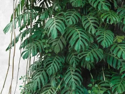 Profhome 382411-GU Papier peint photo lisse mat 3,71 m x 2,8 m- Papier Peint Panoramique